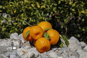 نارنگیِ  «سیاهو» 