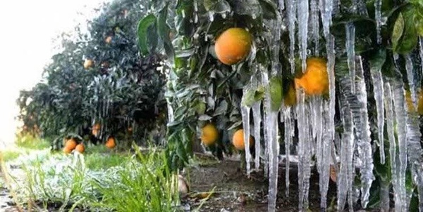 سرما