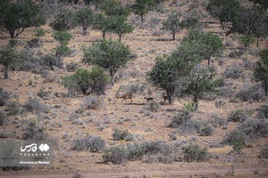 گوزن زرد ایرانی