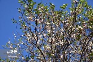 جلوه بی نظیر شکوفه های درختان زردآلو منصوریه 