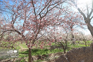 شکوفه های بهاری