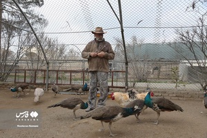 حیوانات «خانه نوری»