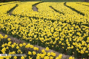  نرگسِ « ماسال »