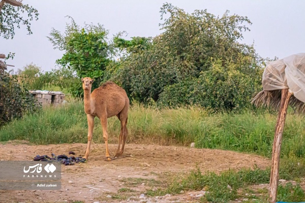 روستای زیارت سید سلیمان(ع) از توابع شهر تخت