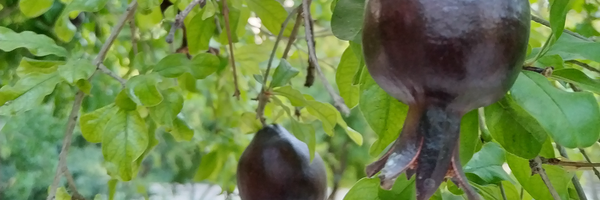 تصویر سربرگ نمایه‌ی ‌اصغر محمدی رابع‌