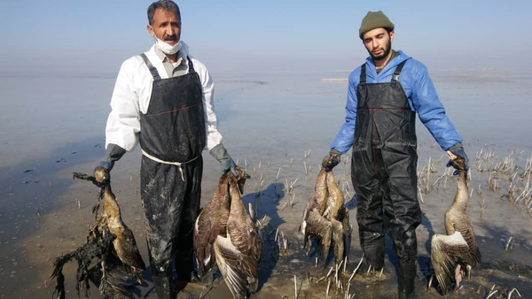 آنفلوانزای پرندگان تالاب میقان