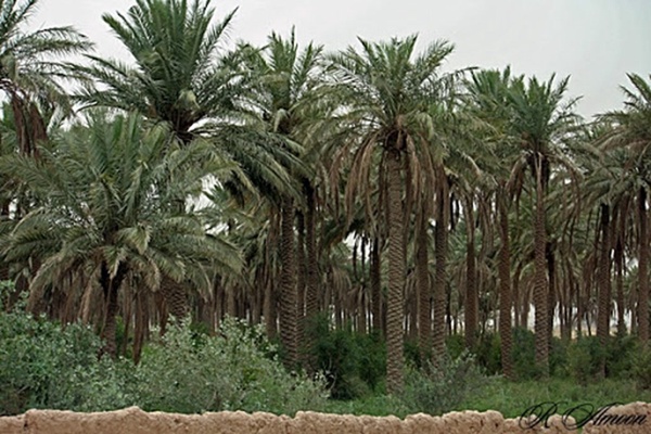 نخلستان