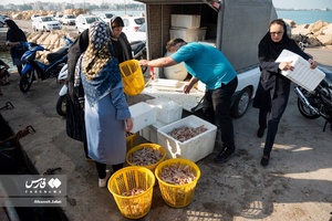 فصل صید میگو در بوشهر