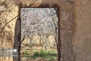 شکوفه های بهاری