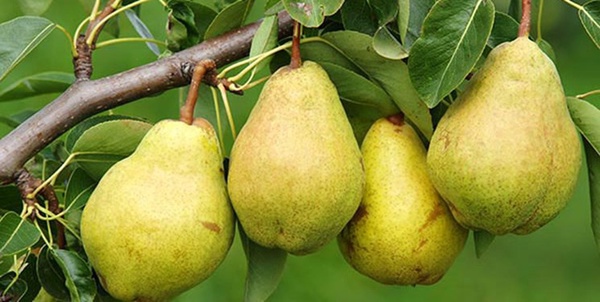 گلابی