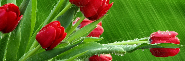 تصویر سربرگ نمایه‌ی ‌رسول عدلی عتیق‌
