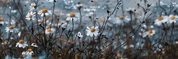 تصویر سربرگ نمایه‌ی کاربر