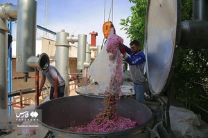 گل سرخِ  «ساوُجبُلاغ»