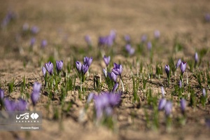 زعفران نوبرانه