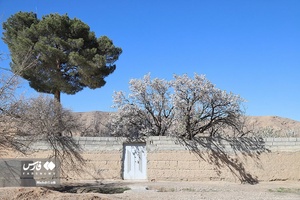 شکوفه های بهاری