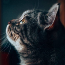 تصویر نمایه‌ی ‌صالح‌