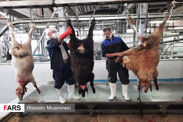 کشتار دام در عید قربان