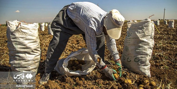 سیب زمینی