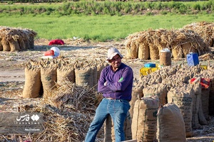 «تیمورلو» قطب تولید سیر ایران