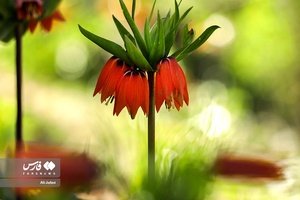 «لاله های واژگونِ» ایلام