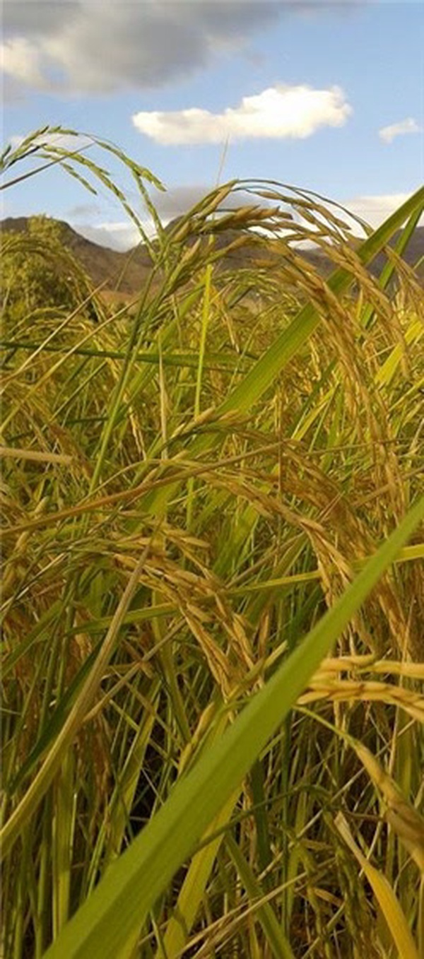 خوشه برنج