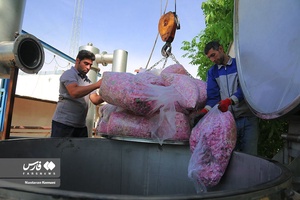 گل سرخِ  «ساوُجبُلاغ»