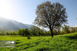 طبیعت بهاری «بازفت»