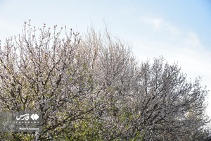 جلوه بی نظیر شکوفه های درختان زردآلو منصوریه 