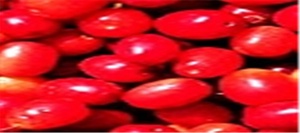 جشنواره زغال اخته در کلیبر