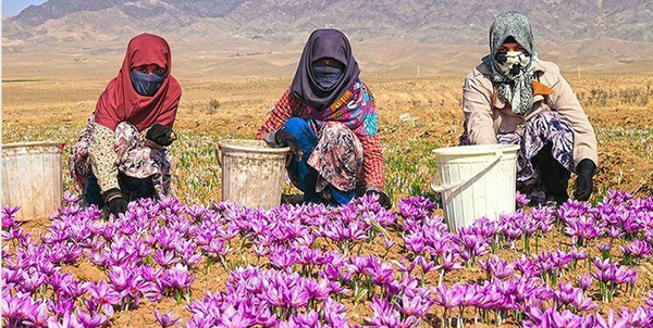 اشتغالزایی بانوان جهادگر در دل روستا  
