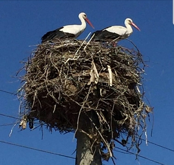 لک لک تبریز
