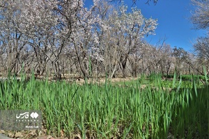 شکوفه های بهاری