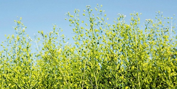 کاملینا