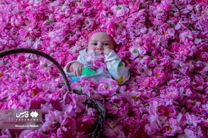 برداشت «گل محمدی» در میمند