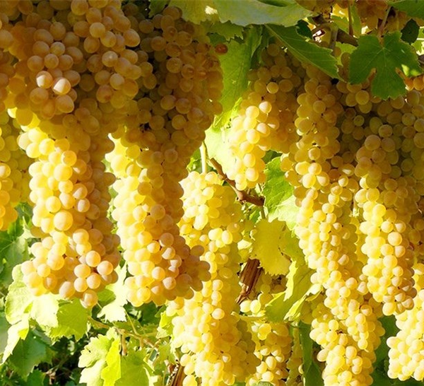 انگور