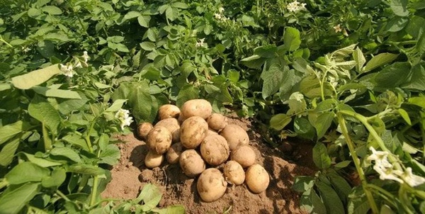 سیب زمینی