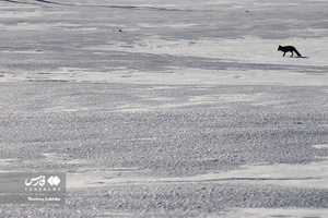 کوه‌ برف در «کوهرنگ»