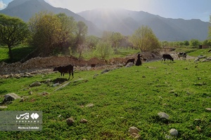 طبیعت بهاری «بازفت»