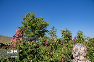 برداشت گل محمدی در عنصرود تبریز