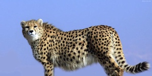 یوز