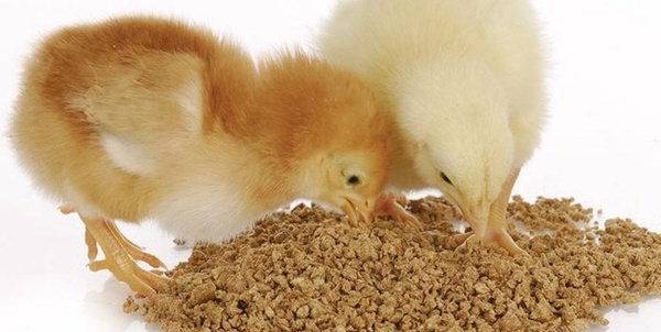  نهاده های دامی خوراک دام و طیور جوجه