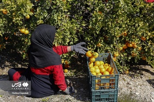 نارنگیِ  «سیاهو» 