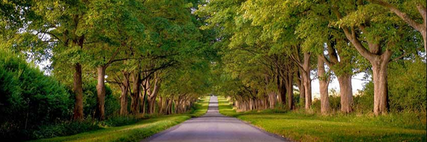 تصویر سربرگ نمایه‌ی ‌نرگس ناظری‌
