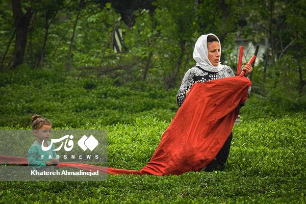 برداشت برگ سبز چای در گیلان
