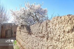 شکوفه های بهاری