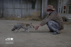 حیوانات «خانه نوری»