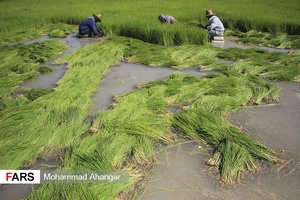 خزانه قسمتی از زمین کشاورزی است که کشاورز پس از شخم زدن آن قسمت از زمین ،بذرهای جوانه دار شده را درون آن می کارد تا تبدیل به نشا(تیم)شود.