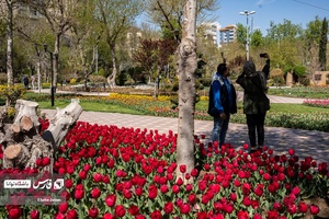 علاقمندان به گل و گیاه  در باغ گل لاله چمران مشغول گرفتن عکس یادگاری هستند.