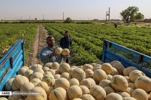 برداشت طالبی