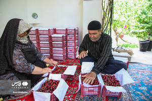 برداشت گیلاس